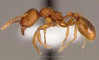 Stenamma californicum