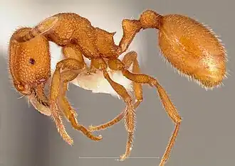 Stenamma exasperatum