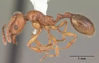 Stenamma foveolocephalum