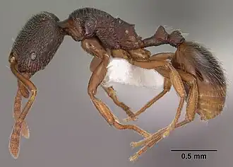 Stenamma huachucanum