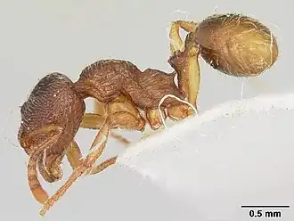 Stenamma meridionale