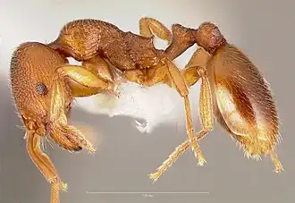 Stenamma punctatoventre