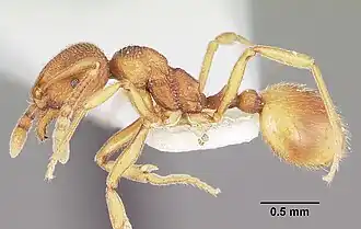 Stenamma wheelerorum