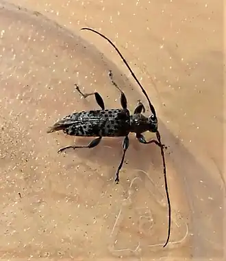 Stenellipsis gracilis