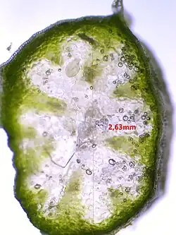 Dwarsdoorsnede van gewoon sneeuwklokje (Galanthus nivalis)