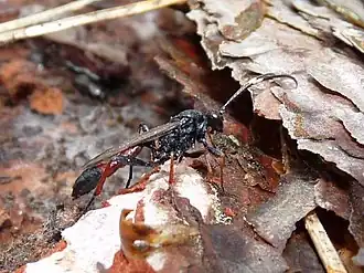 Stenichneumon culpator