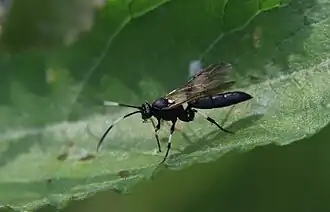 Stenichneumon militarius