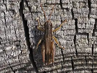 Stenobothrus crassipes