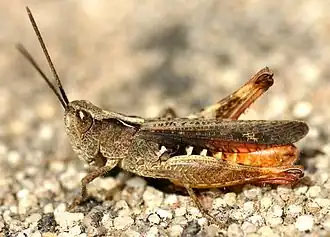 Stenobothrus grammicus