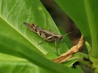 Stenocatantops angustifrons