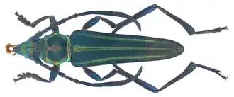 Stenochroma malayana