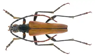 Stenocorus amurensis