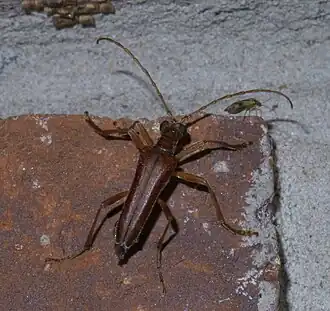 Stenocorus cinnamopterus