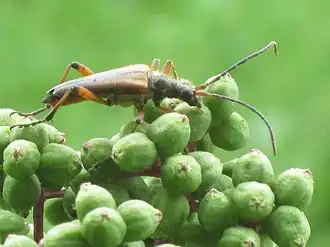 Slanke schouderboktor