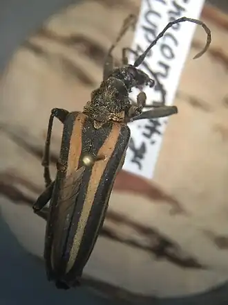 Stenocorus vittiger