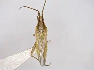 Stenodema virens