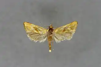 Cochylimorpha jucundana