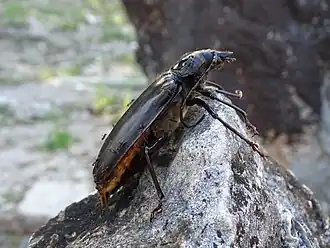 Stenodontes chevrolati