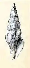 Stenodrillia horrenda
