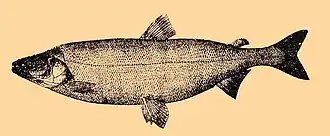 Stenodus leucichthys