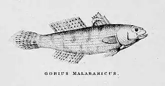 Stenogobius gymnopomus