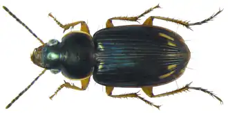 Stenolophus smaragdulus