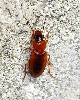 Stenolophus dissimilis