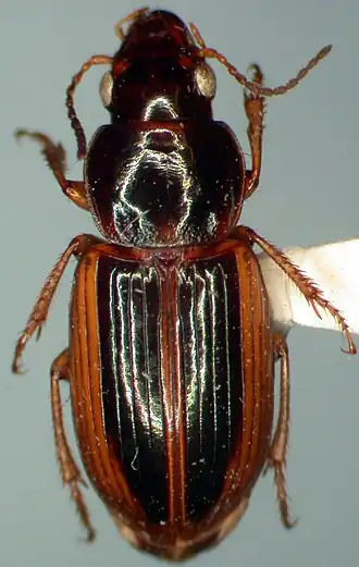 Stenolophus infuscatus