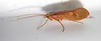 Stenophylax permistus