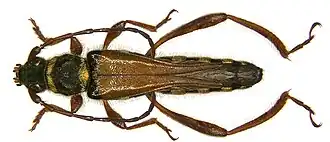 Stenopterus flavicornis
