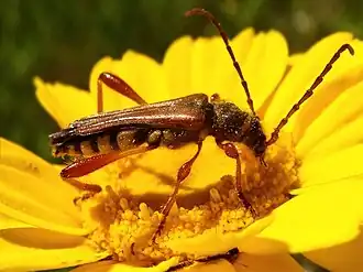 Stenopterus mauritanicus