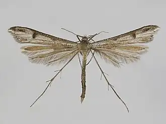 Stenoptilia islandicus