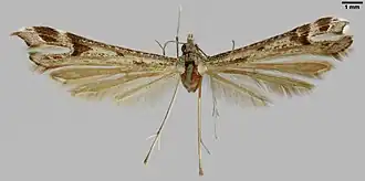 Stenoptilia nolckeni