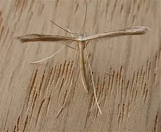 Duizendguldenkruidvedermot