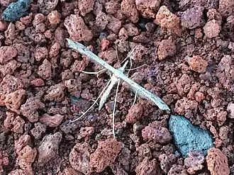 Stenoptilodes littoralis