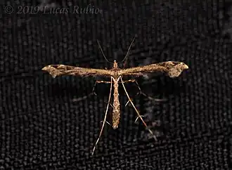 Stenoptilodes sematodactyla