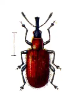 Stenorhynchites coeruleocephalus