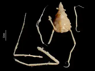 Macropodia macrocheles