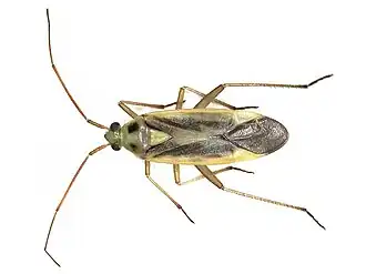 Stenotus binotatus