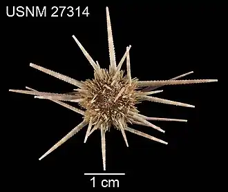 Prionocidaris hawaiiensis