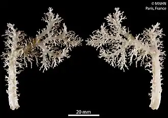 Stephanohelia praecipua