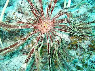 Stephanometra tenuipinna