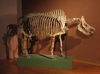 Etruskische neushoorn