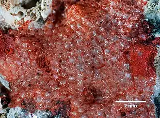 Buffonellaria vitrea