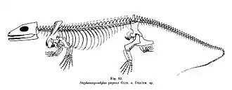 Stephanospondylus
