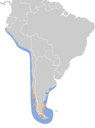 Chileense grote jager
