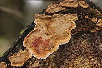 Gerimpelde korstzwam