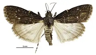Stericta carbonalis