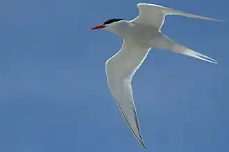 Zuid-Amerikaanse visdief