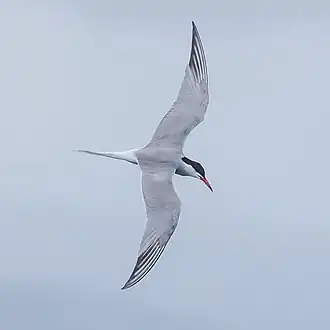Visdief in vlucht; let op de donkere eerste handpennen